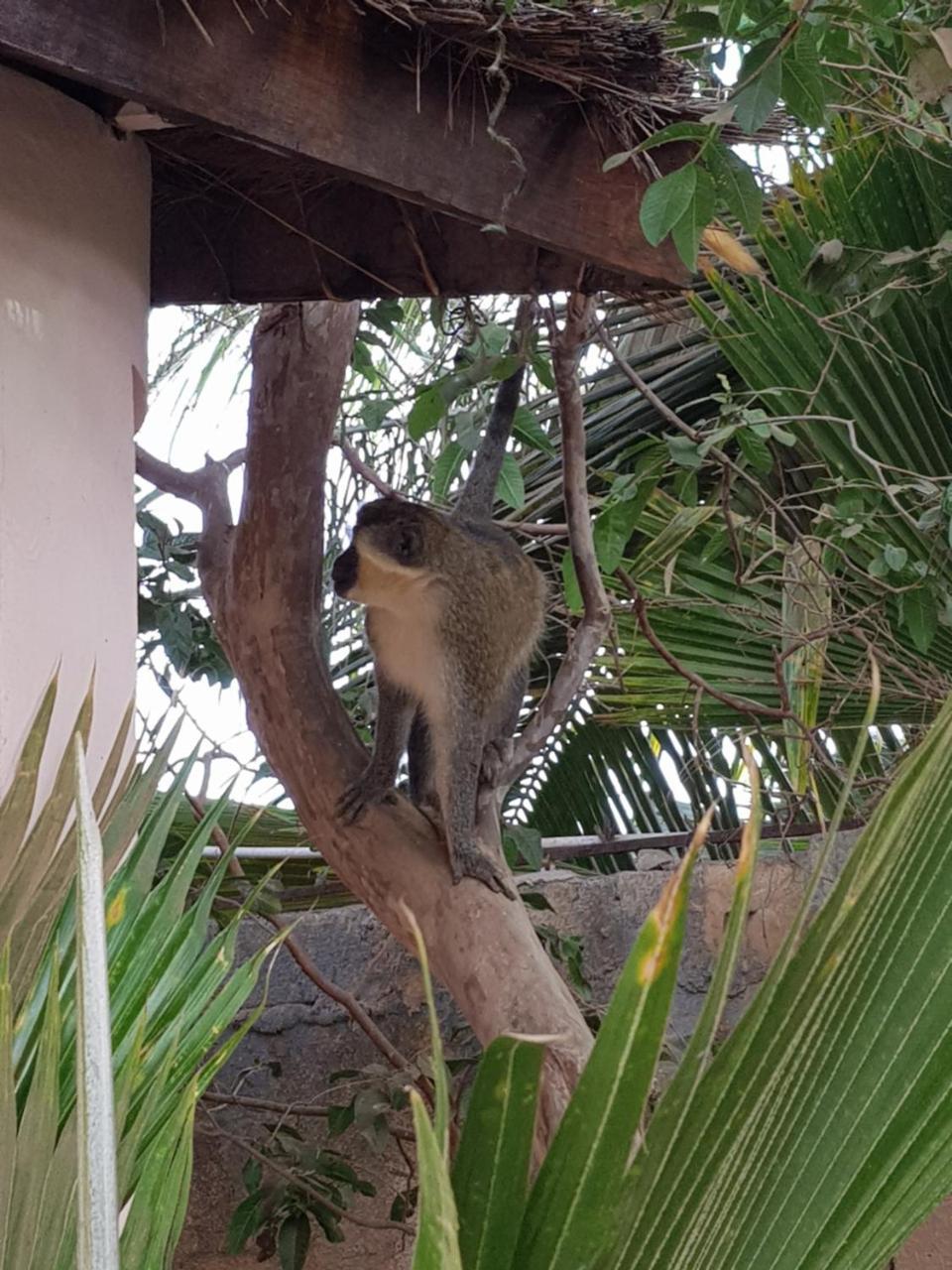 Mandinka Lodge Kololi Exteriér fotografie