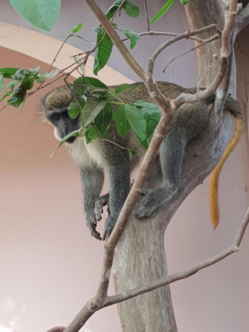 Mandinka Lodge Kololi Exteriér fotografie